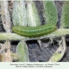 colias thisoa larva2 daghestan1